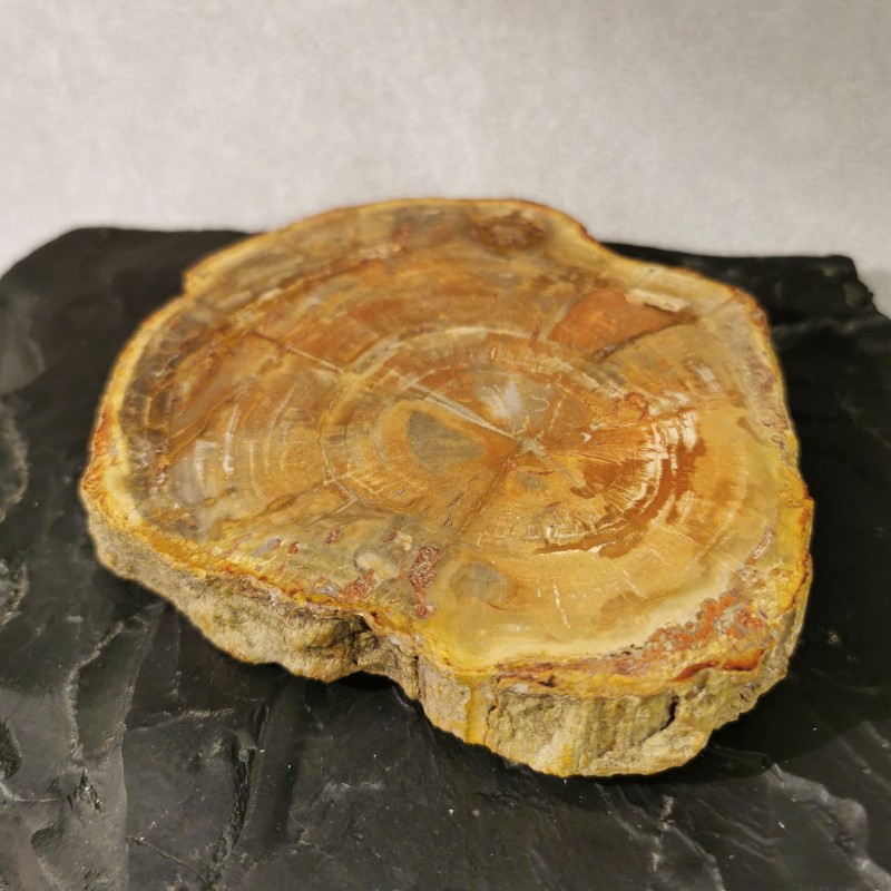 Bois silicifié - tranche - pièce unique 2 de Catalogue pierres et cristaux