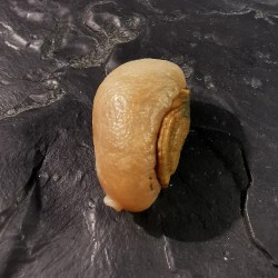 Agate yeux du désert du Gobi - 5 de Catalogue pierres et cristaux