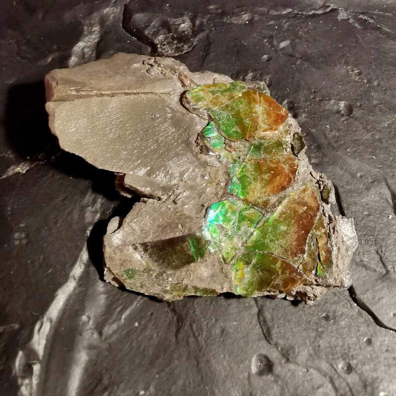 Ammolite - pièce unique 1 de Catalogue pierres et cristaux