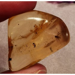Copal de Madagascar - pièce unique avec des insectes - 2ème chakra de Catalogue pierres et cristaux