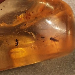 Copal de Madagascar - pièce unique avec des insectes - 2ème chakra de Catalogue pierres et cristaux