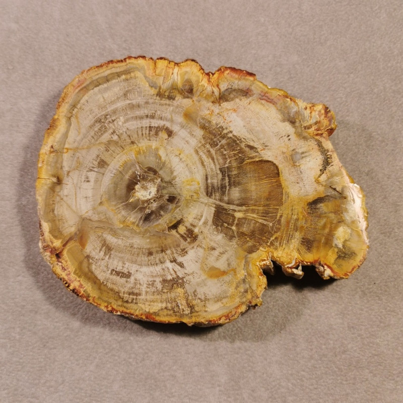 Bois silicifié - tranche - pièce unique 3 de Catalogue pierres et cristaux