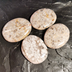 Jaspe fossile blanc -...