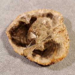 Bois silicifié - tranche - pièce unique 1 de Catalogue pierres et cristaux