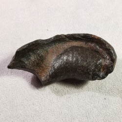 Os oreille interne des ancêtres des baleines - pièce unique 4 de Catalogue pierres et cristaux