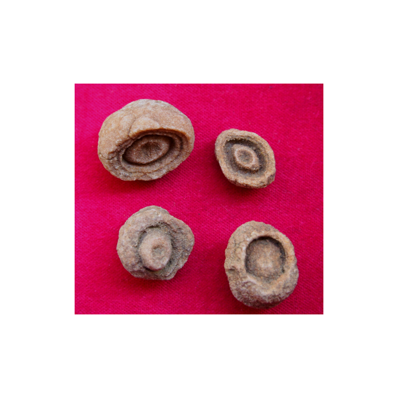 Stromatolite calcaire du Maroc - chakra bordeaux de Catalogue pierres et cristaux
